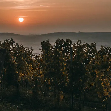 Marinada Vinicni Dum
