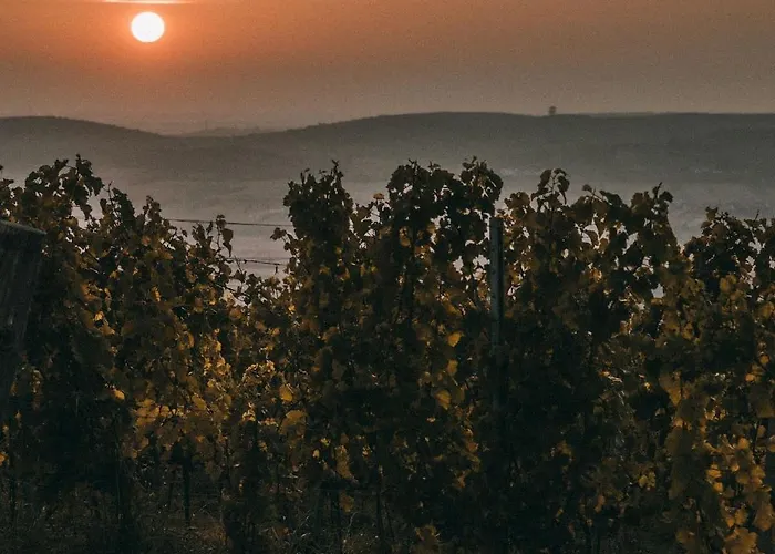 Marinada Vinicni Dum